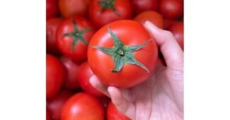 토마토 나만 보고 싶은 방송인기상품 분석 베스트