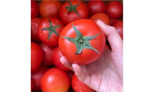 토마토 나만 보고 싶은 방송인기상품 분석 베스트