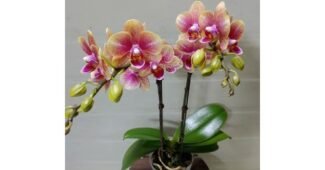 호접란 홈쇼핑MD가 추천하는 방송인기상품 BEST9