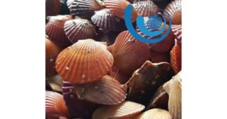 홍가리비 지금이 최고의 타이밍! 필수품 한방에 비교하기