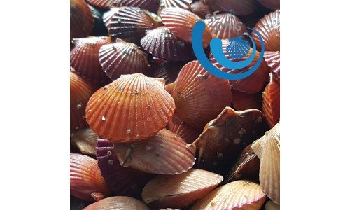 홍가리비 지금이 최고의 타이밍! 필수품 한방에 비교하기