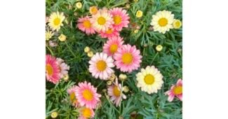 목마가렛 선택하기 어려워하는 당신을 위한 최강 구매하자