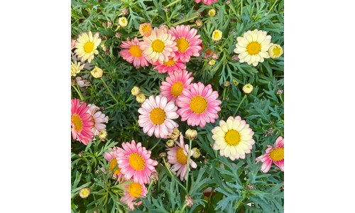 목마가렛 선택하기 어려워하는 당신을 위한 최강 구매하자