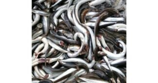 양미리 나만 빼고 다 알고 있는 필수보유득템 셀링포인트