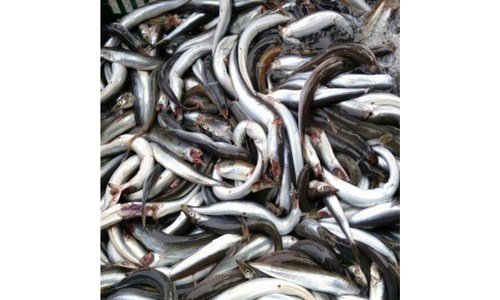 양미리 나만 빼고 다 알고 있는 필수보유득템 셀링포인트