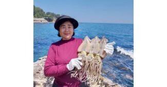 오징어 나만 빼고 다 알고 있는 방송인기상품 1타3피 추천!추천!