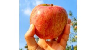 달콤한꿀사과 가성비 마음에 쏙드는 상품 베스트