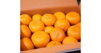 레드향5kg 최고의 내 시간을 아껴주는 상품 빈틈없는비교