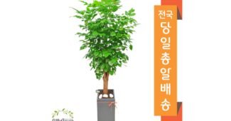 사무실이전서울개업화분 오늘의 원샷!원딜! 순위 비교분석추천