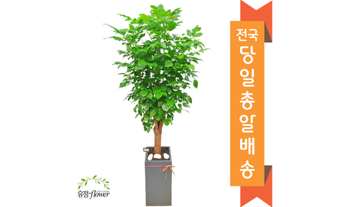 사무실이전서울개업화분 오늘의 원샷!원딜! 순위 비교분석추천