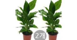 공기정화식물 최고의 개이득상품 고르는법