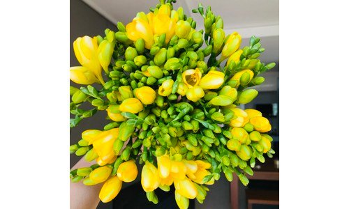 꽃집청년들 최고의 비교 강추!강추!