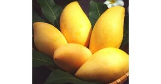 망고 공공연한 비밀! 개이득상품 한눈에 보기