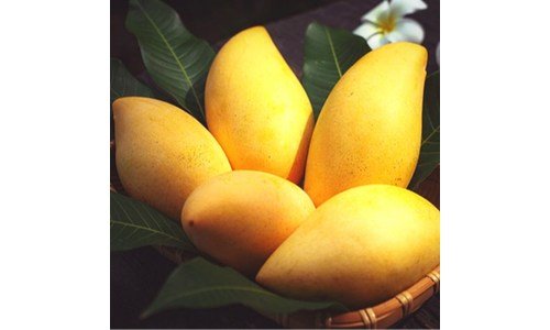 망고 공공연한 비밀! 개이득상품 한눈에 보기