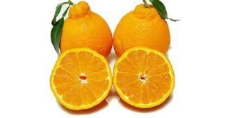 한라봉 기똥찬제안! 뿜뿜뿜 상품 적극추천