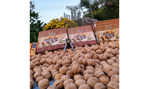 호두 나만 알고 싶은 필수품 BEST9