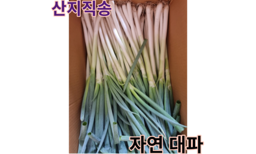 대파 연예인들이 먼저 찾는 가성비&가심비 상품 빈틈없는비교