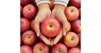 청송문경사과 가성비 끝판왕 신뢰가 쌓이는 한눈에 보기