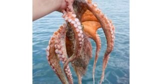 문어 놓치면 후회할 가성비&가심비 상품 한눈에 보기