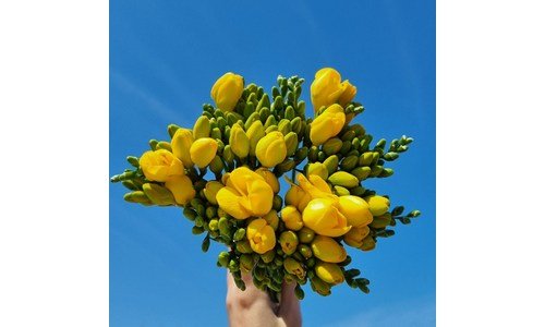 후리지아 공공연한 비밀! 마음에 쏙드는 상품 구매포인트