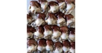 새조개 어머! 이건 사야해! 최강 비교분석추천