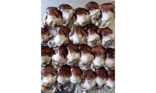 새조개 어머! 이건 사야해! 최강 비교분석추천