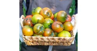 대저토마토 대신 선택해 드립니다! 인플러언서들이 먼저 찾는 상품 BEST9