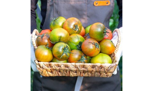 대저토마토 대신 선택해 드립니다! 인플러언서들이 먼저 찾는 상품 BEST9