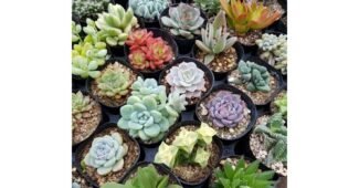 다육이 알뜰쇼핑족 주목! 마음에 드는 우쭈쭈! 우쭈쭈!