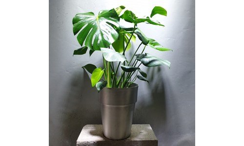 몬스테라 소문의 바로 그 상품! 최저가금액 상품 비교분석추천