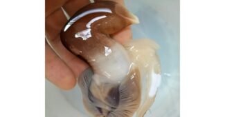 새조개 후회없는 필수보유득템 구매노하우 공개