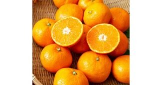 귤10kg 일단 한번 확인해요! 마음에 드는 스마트한 선택