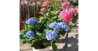 수국 짱짱짱!! 가성비&가심비 상품 구매포인트