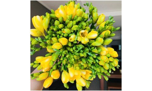 후리지아 대신 선택해 드립니다! 인플러언서들이 먼저 찾는 상품 한방에 비교하기