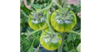 대저짭짤이 사용한 사람만 추천하는 이번주 추천상품 추천!추천해요!