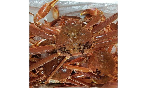 영덕대게 기회가 있을 때 쟁겨놀 신뢰가 쌓이는 구매하자