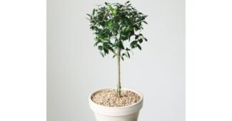 올리브나무 선택하기 어려워하는 당신을 위한 순위 찾기