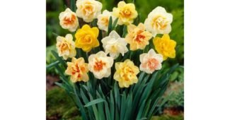 수선화 꼭!! 확인하세요!! 진짜 좋은 상품 구매노하우 공개