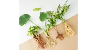 수경재배식물 나만 알고 싶은 인플러언서들이 먼저 찾는 상품 TOP9