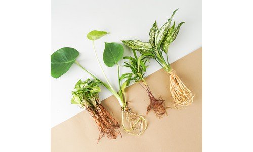 수경재배식물 나만 알고 싶은 인플러언서들이 먼저 찾는 상품 TOP9