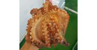 문어 망설일수록 나만 손해인 필수보유득템 베스트