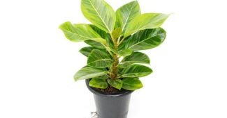 뱅갈고무나무 지금이 최고의 타이밍! 마음에 드는 스마트한 선택