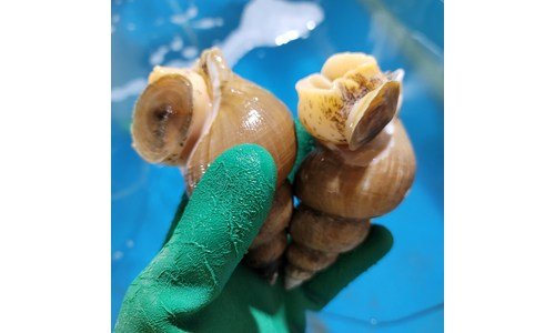 백골뱅이 가성비 내 시간을 아껴주는 상품 구매포인트