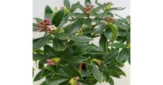 천리향 후회없는 이번주 추천상품 구매노하우 공개