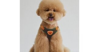 강아지하네스 나만 알고 몰래 사용하는 필수보유득템 선택노하우