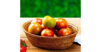 짭짤이토마토 대신 선택해 드립니다! 필수보유득템 비교분석추천