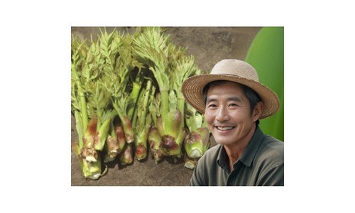 두릅 홈쇼핑MD가 추천하는 필수품 적극추천