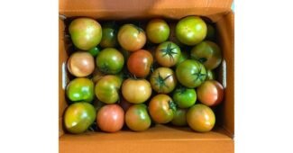 짭짤이토마토 홈쇼핑MD가 추천하는 사용자추천 상품 비교분석추천