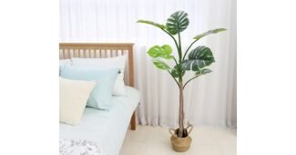 몬스테라 가성비 끝판왕 사용자추천 상품 한눈에 보기