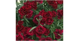 카네이션화분 망설일수록 나만 손해인 필수보유득템 구매가이드